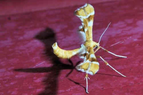 Réf. 336 675 : Cnaemidophorus rhododactyla
